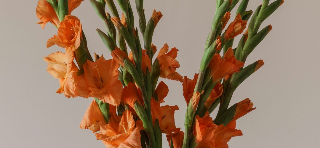 Gladiolas